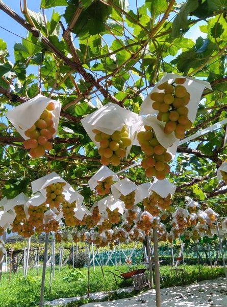 🍇山梨県甲州市から再び🍇のアイキャッチ画像